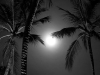 black-and-white-barbados-coconut-trees