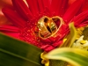 wedding-rings-on-flower