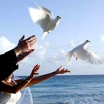 Barbados Wedding White Doves